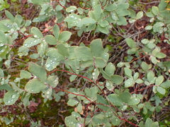 Vaccinium deliciosum