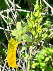 Gonolobus grandiflorus, photograph (c) Ricardo Betancourt Sánchez, some rights reserved (CC BY)