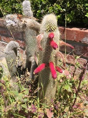 Cleistocactus