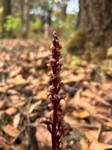 Corallorhiza striata, photograph 2