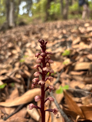Corallorhiza striata, photograph (c) Ricardo Betancourt Sánchez, some rights reserved (CC BY)