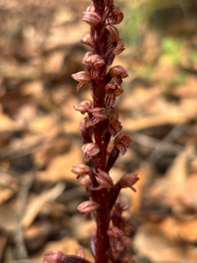 Corallorhiza striata