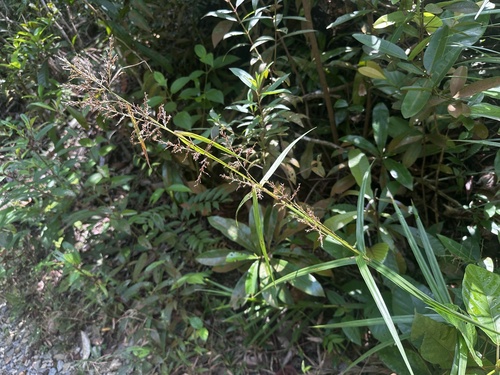 Scleria purpurascens observed 2026-08-02