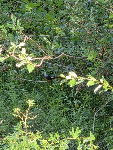 Daurian Redstart