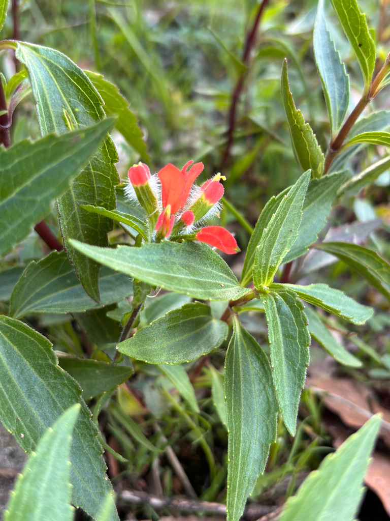 Castilleja jiquilpana (Castilleja jiquilpana)