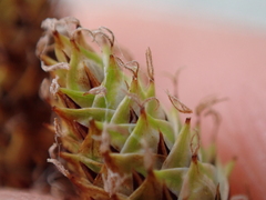 Carex mertensii, photograph author not stated, no rights reserved