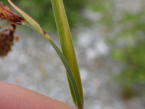 Carex mertensii, photograph 6