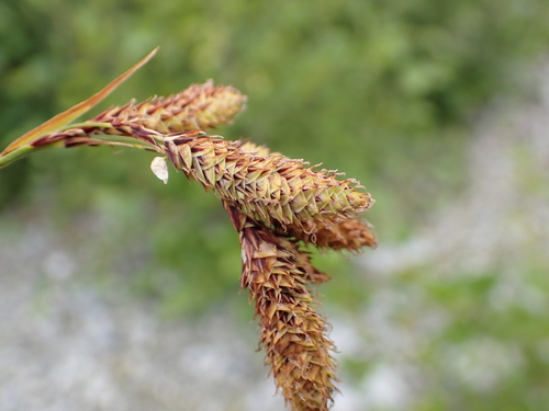 Carex mertensii, photograph 5