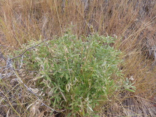Lupinus sericeus observed 2026-08-02