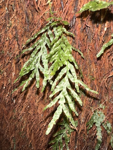 veined bristle-fern