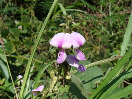 Neustanthus phaseoloides, photograph 5