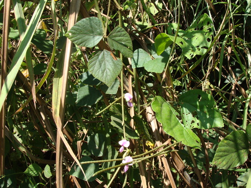 Neustanthus phaseoloides, photograph 6