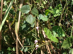 Neustanthus phaseoloides, photograph (c) Alexis López Hernández, some rights reserved (CC BY)