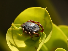 Hyalomma
