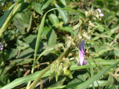 Neustanthus phaseoloides, photograph (c) Alexis López Hernández, some rights reserved (CC BY)