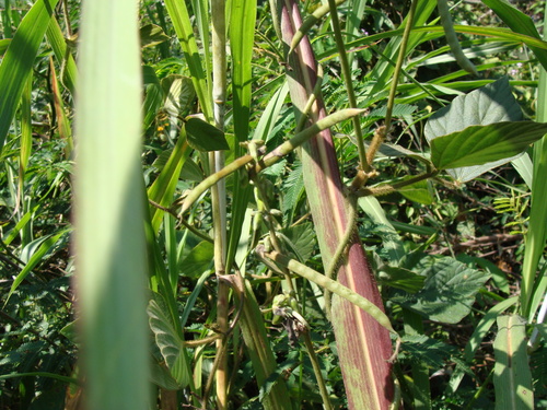 Neustanthus phaseoloides, photograph 4