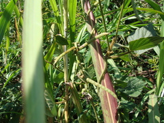 Neustanthus phaseoloides, photograph (c) Alexis López Hernández, some rights reserved (CC BY)