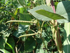 Neustanthus phaseoloides, photograph (c) Alexis López Hernández, some rights reserved (CC BY)