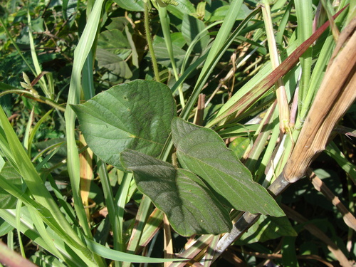 Neustanthus phaseoloides, photograph 2