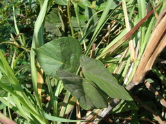 Neustanthus phaseoloides, photograph (c) Alexis López Hernández, some rights reserved (CC BY)