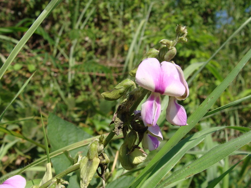 Neustanthus phaseoloides