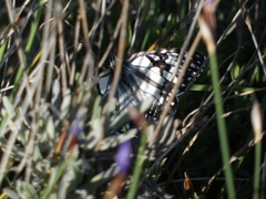 Melanargia occitanica
