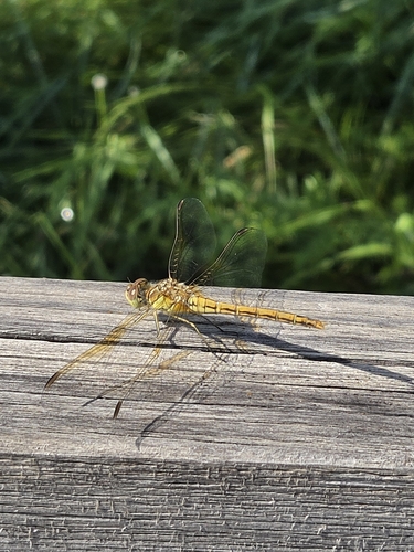 Vagrant Darter
