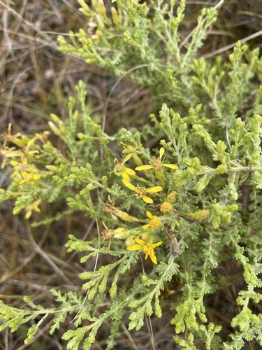 Ericameria ericoides, photograph 4
