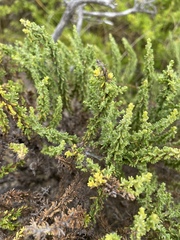Ericameria ericoides, photograph author not stated, no rights reserved