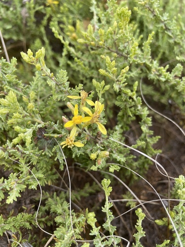 Ericameria ericoides, photograph 5