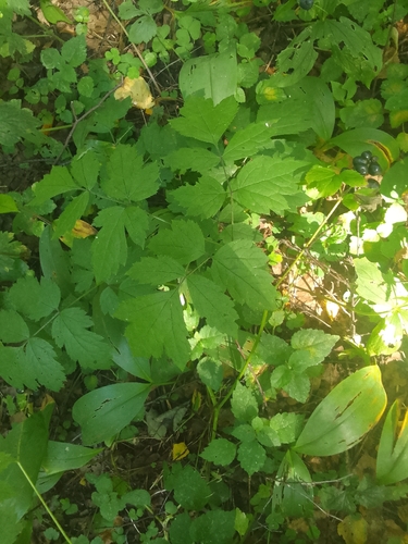 Наблюдение на iNaturalist