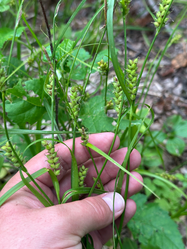 Carex houghtoniana, 2026-08-01