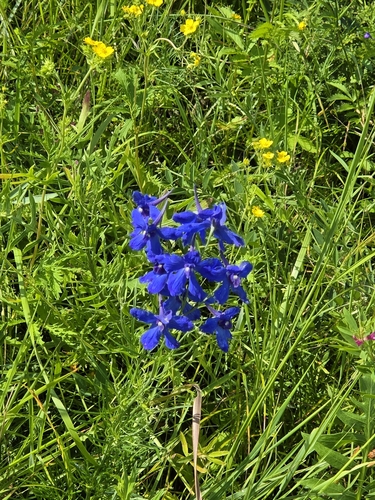 Siberian larkspur