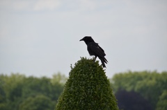 Corvus corone