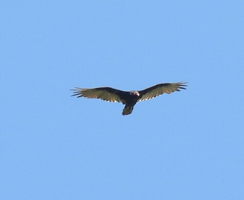 Turkey Vulture