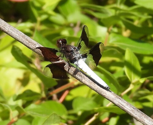 Common Whitetail
