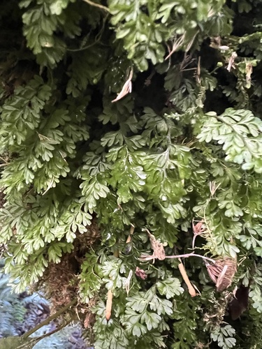 Common Filmy-fern