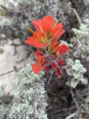 author not stated, no rights reserved Castilleja latifolia, photograph author not stated, no rights reserved