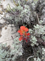 author not stated, no rights reserved Castilleja latifolia, photograph author not stated, no rights reserved