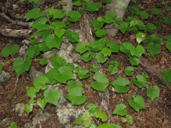 Vitis cinerea helleri