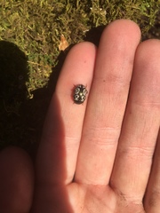 Calligrapha confluens