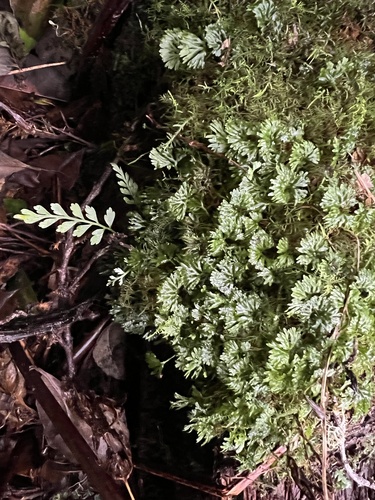 shiny film liverwort