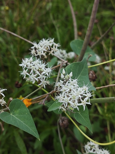 Cynanchum chinense