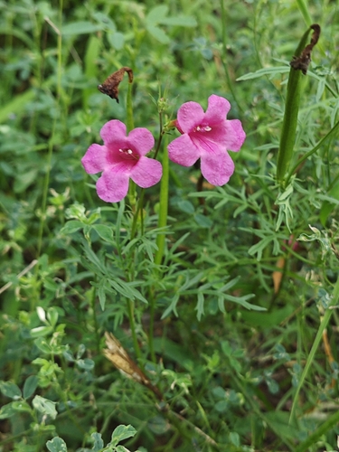 Fern-leaved Trumpet-flower
