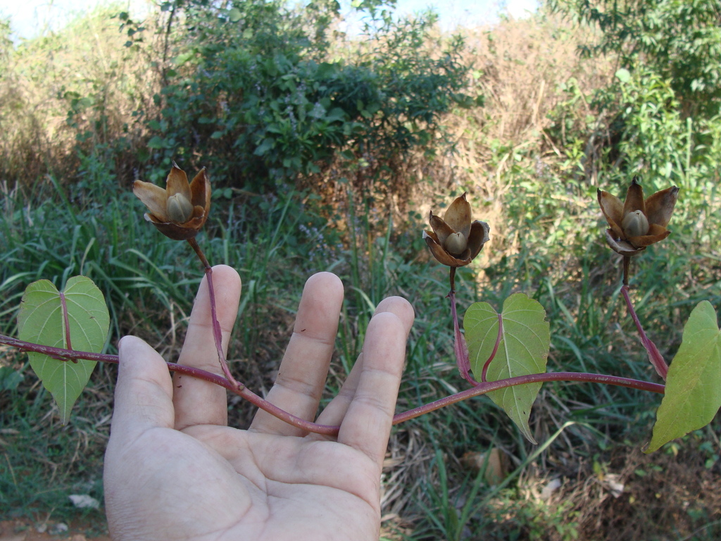 Operculina pteripes; photograph (c) Alexis López Hernández, some rights reserved (CC BY)