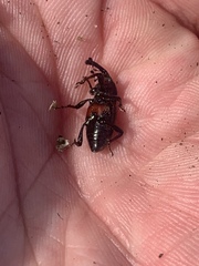Sphenophorus costipennis