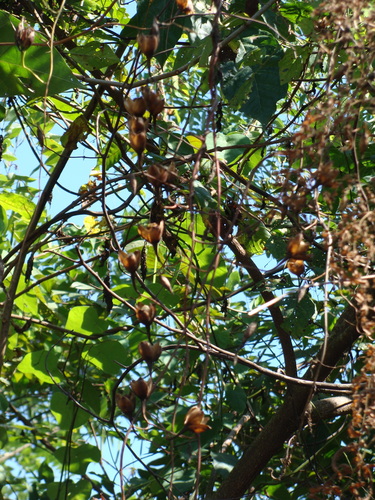 Operculina pteripes