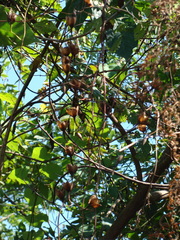 Operculina pteripes