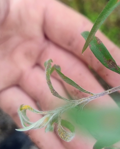 Myrtle Rust