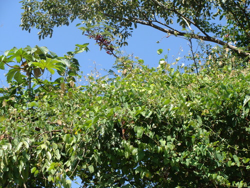 Schnella glabra